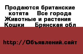 Продаются британские котята  - Все города Животные и растения » Кошки   . Брянская обл.